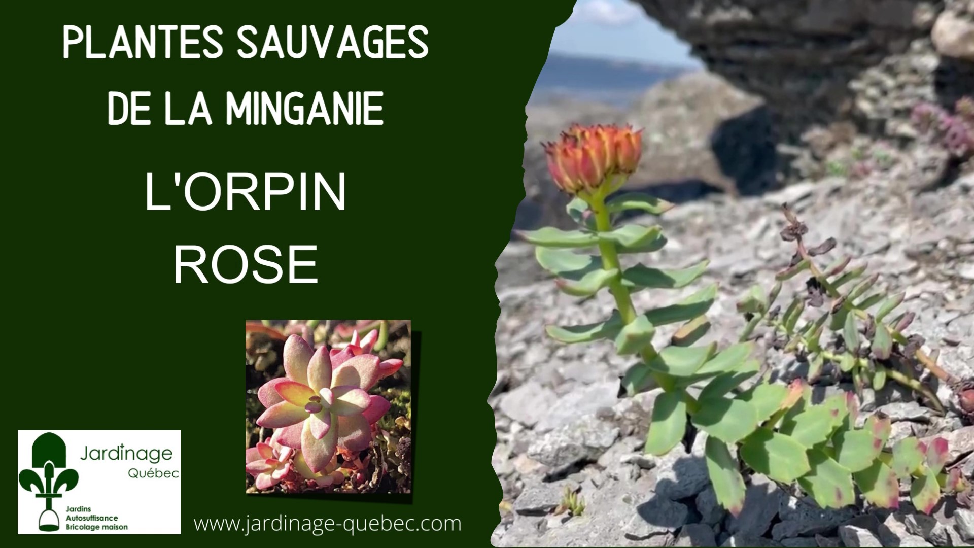Orpin rose - Rhodiola rosea