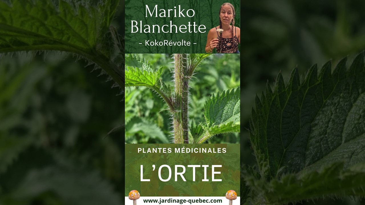 ORTIE : BIENFAITS, VERTUS ET CUEILLETTE DE CETTE PLANTE MÉDICINALE
