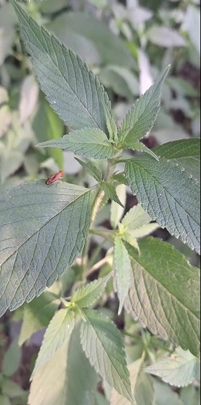 L'Ortie une plante indigène du Québec