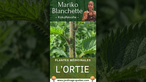 Ortie : bienfaits, vertus et usages de cette plante médicinale