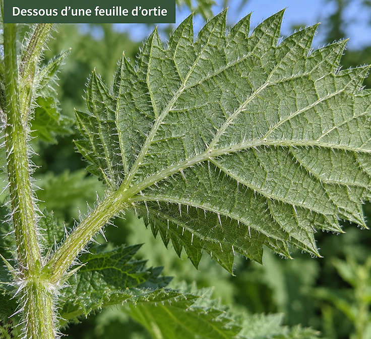 Présence de poils sur l'Ortie
