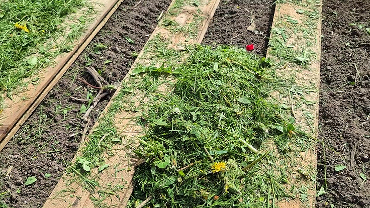 Paillage du jardin