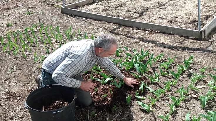 Étendre le paillis de feuilles quand le feuillage est sorti