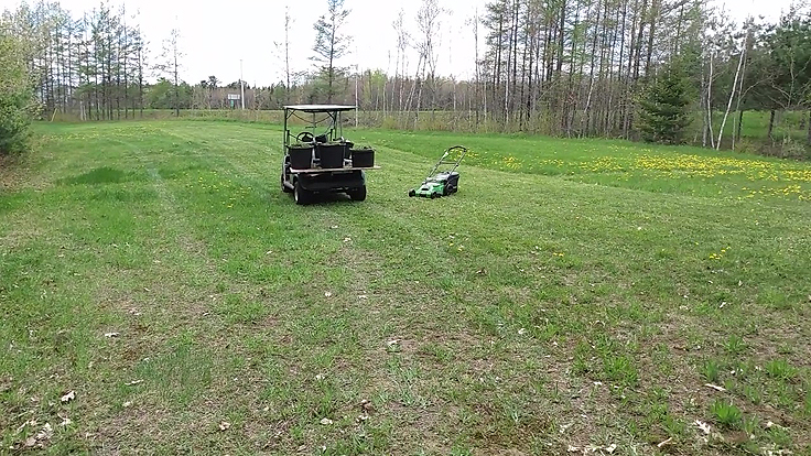 Le gazon tondu un paillis riche et pratique