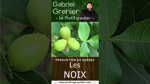 Noyer cendré hybride - Le greffage pour produire plus de noix