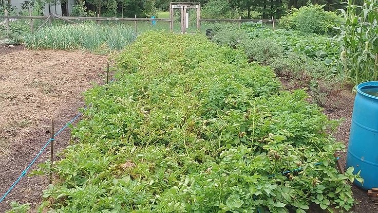 On peut récolter des patates en été