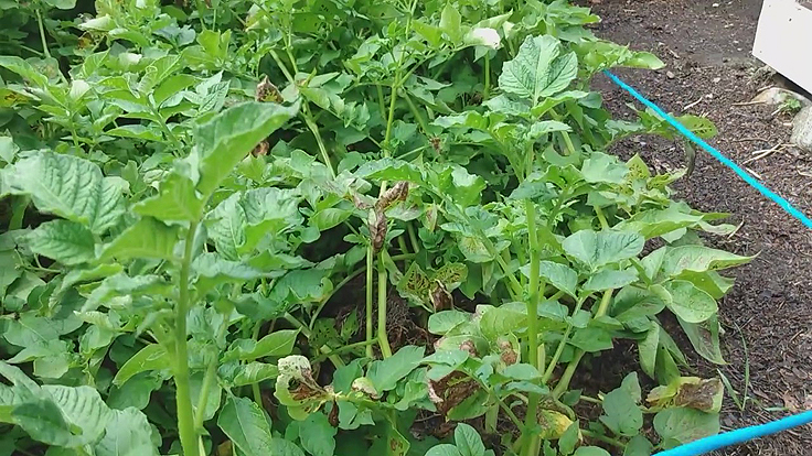 Plants de patates en juillet