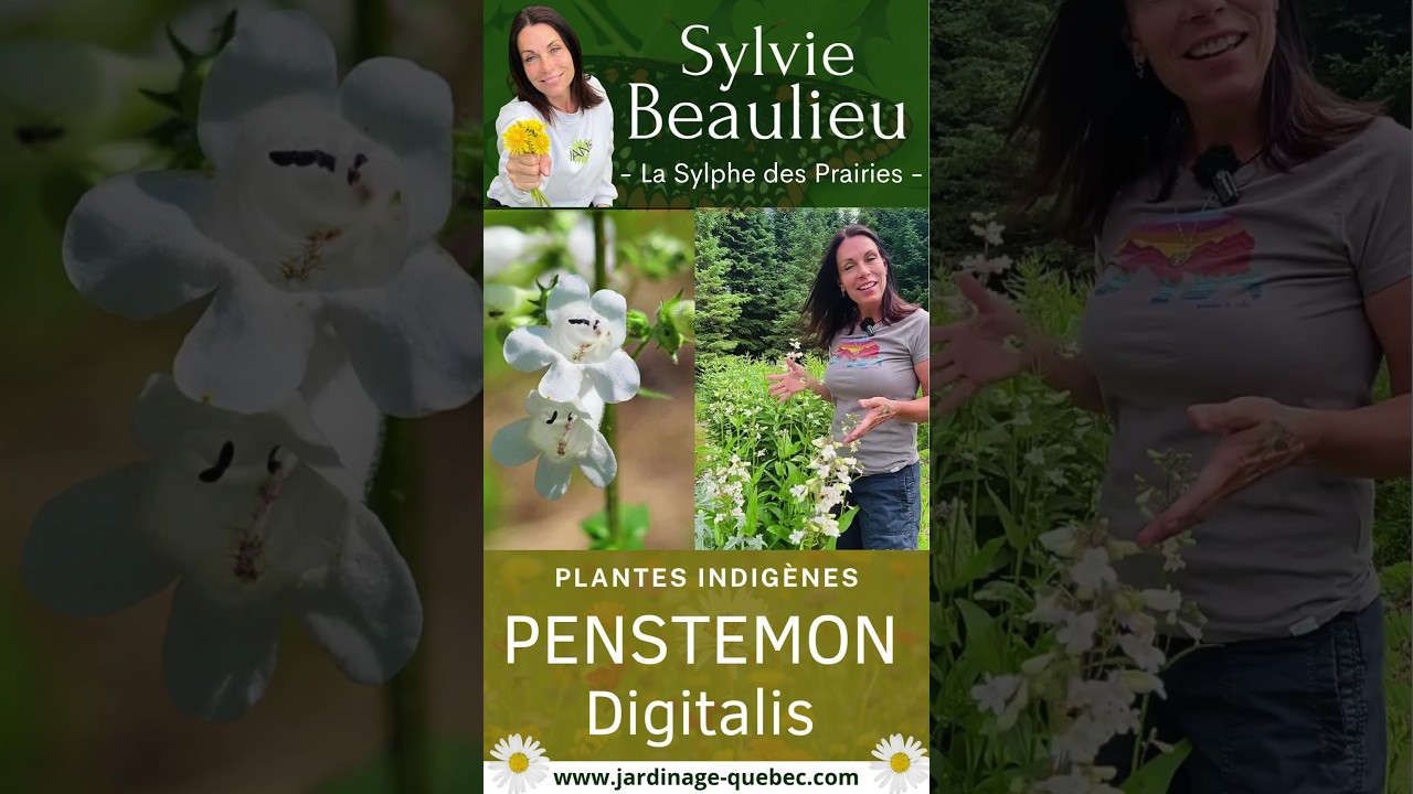 PENSTEMON DIGITALIS : UNE SUPERBE PLANTE DE PRAIRIE POUR LES POLLINISATEURS