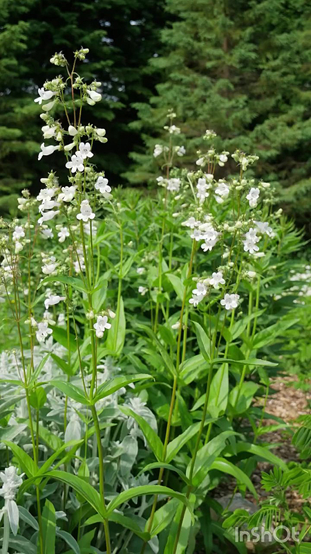 Cette plante aux fleurs tubulaires blanches attire notamment les abeilles