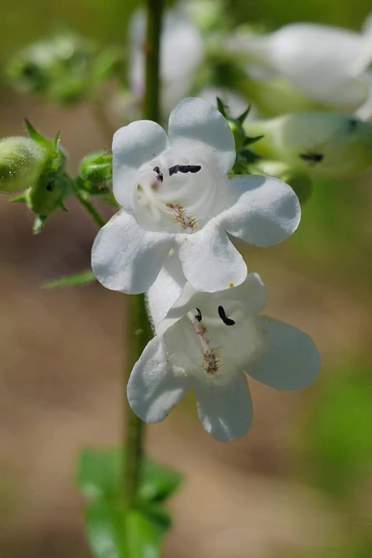 Une vivace de prairie qui attire abeilles et pollinisateurs