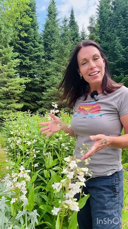 Sylvie Beaulieu présente ses Penstemon digitalis