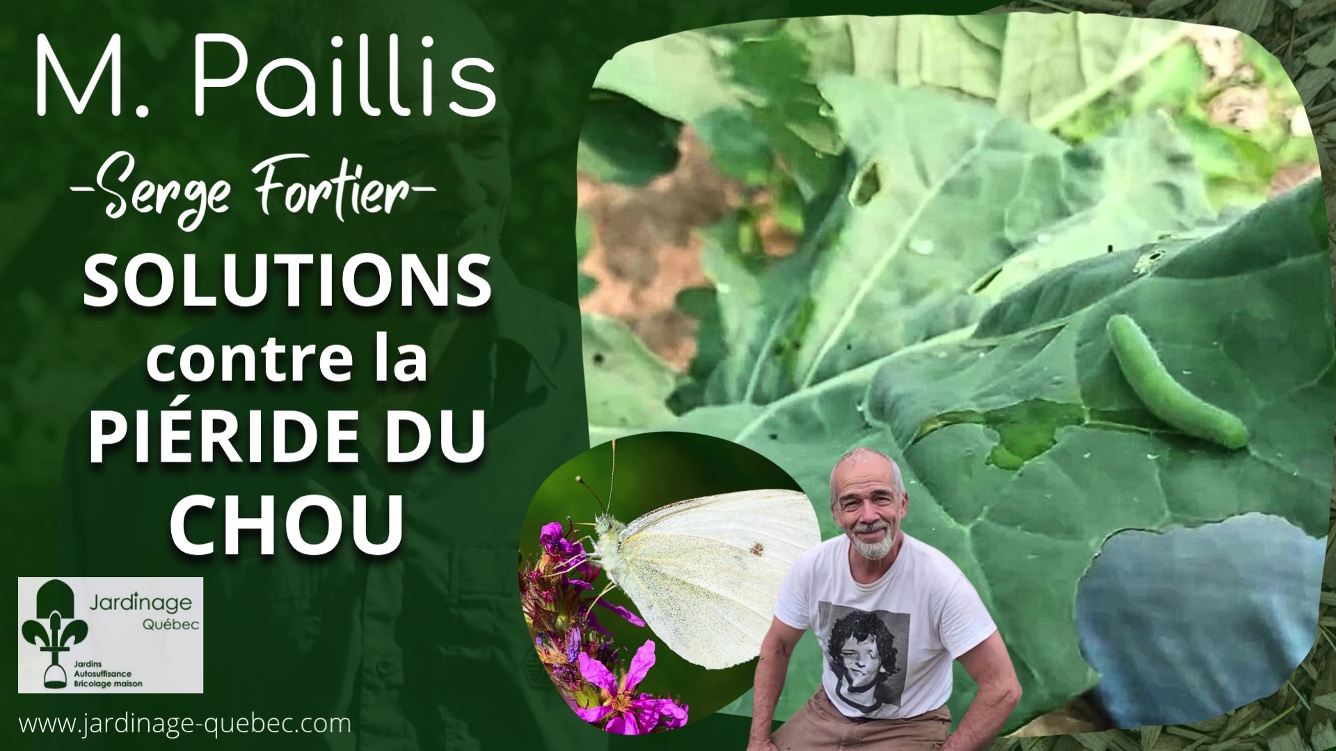 Piéride du chou