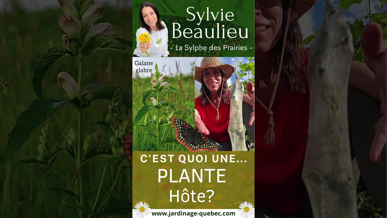 PLANTE HÔTE POUR PAPILLONS : POURQUOI IL FAUT AIMER LES CHENILLES