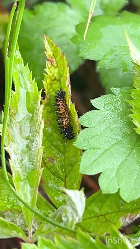 Une chenille sur sa plante hôte