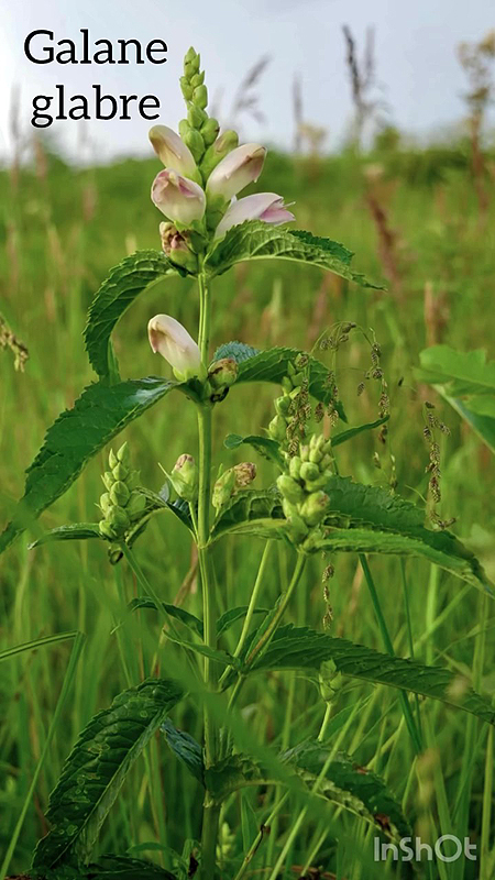 La Galane Glabre plante hôte du papillon de Baltimore