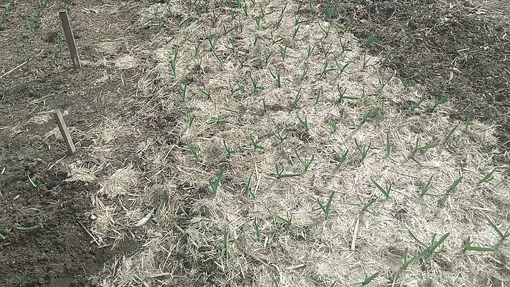 L'ail planté en automne et sa protection hivernale