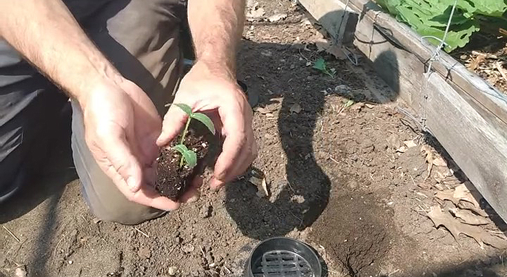 Transplantation des plants de concombres au potager