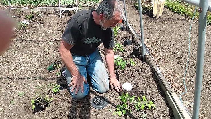 Arrosage des tomates