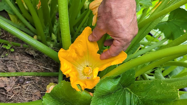 Une fleur de zucchini bien ouverte