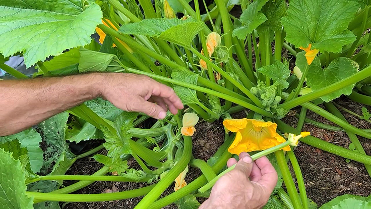 Pollinisatioin manuelle d'une fleur femelle