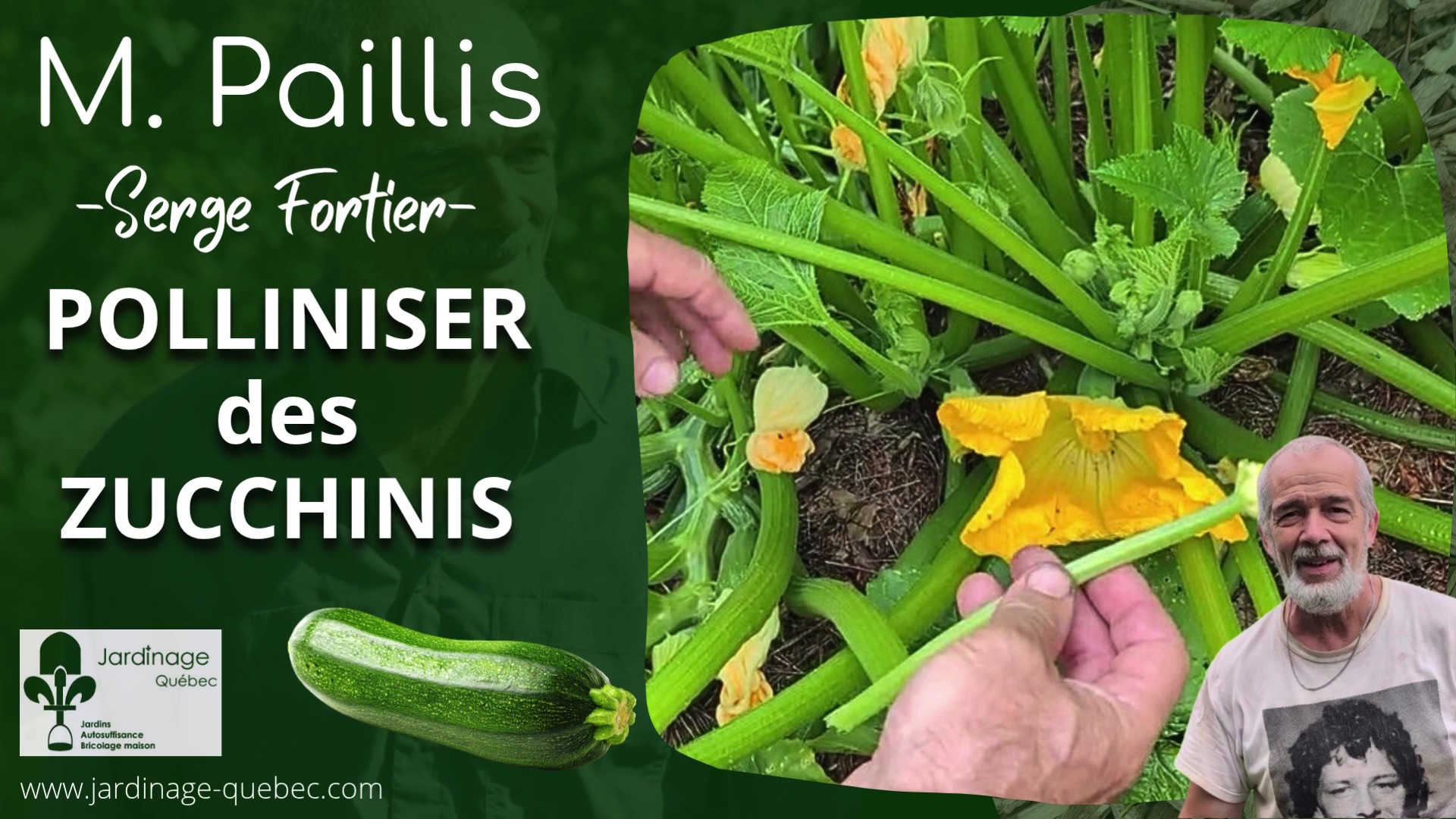 POLLINISATION DES ZUCCHINIS : FLEURS MÂLES, FEMELLES ET CHRYSOMÈLES RAYÉES