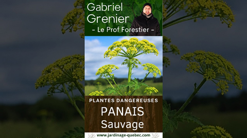Panais sauvage : comment l'identifier et éviter les brûlures