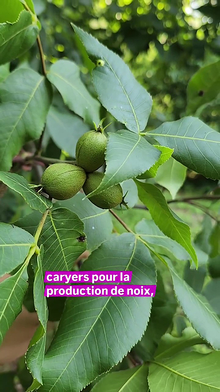 Noyer cendré