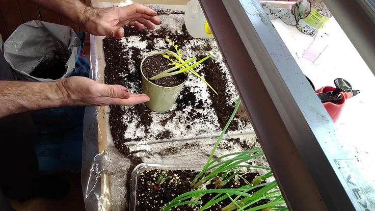 Feuillage comestible des légumes