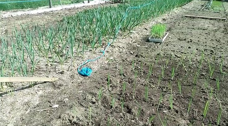 Ail et Oignons plantés au jardin potager