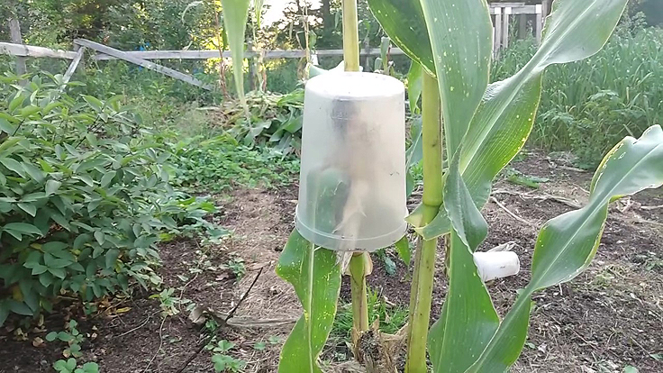 Protéger le maïs contre les oiseaux