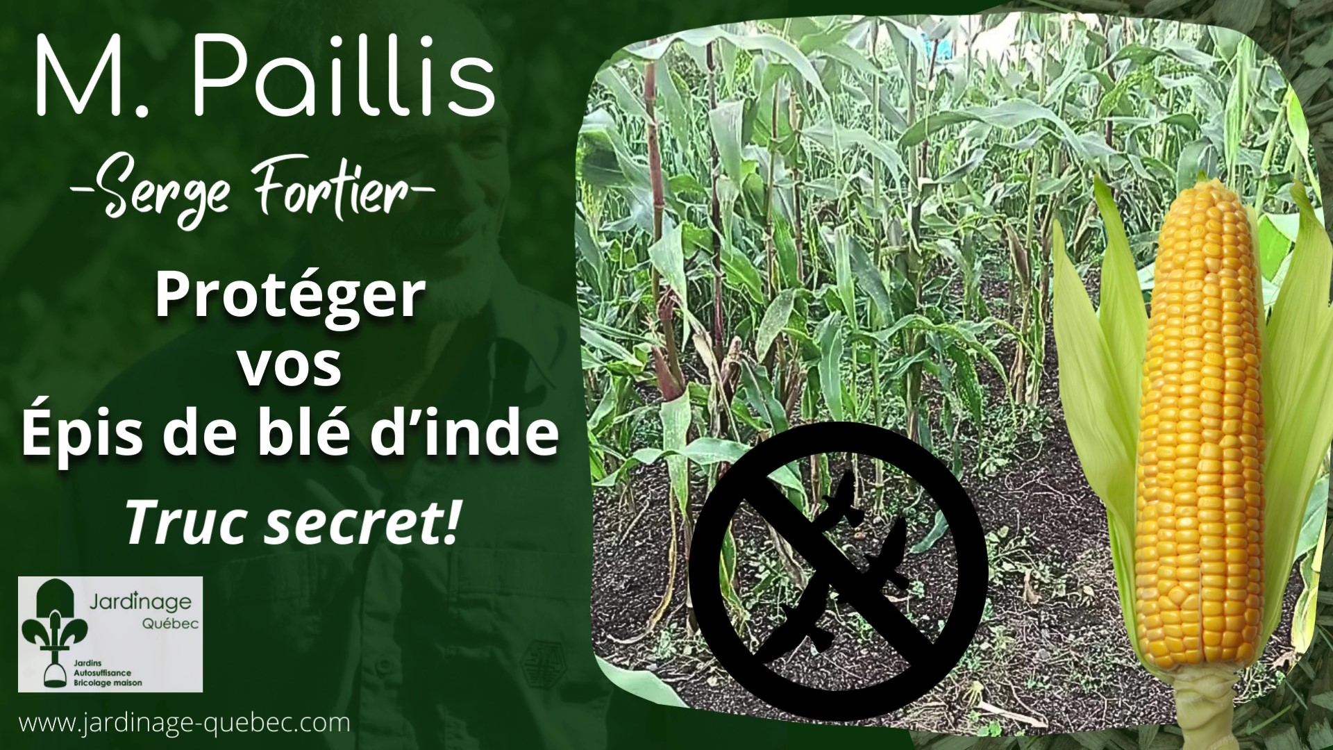 Blé d'inde - Épis de maïs