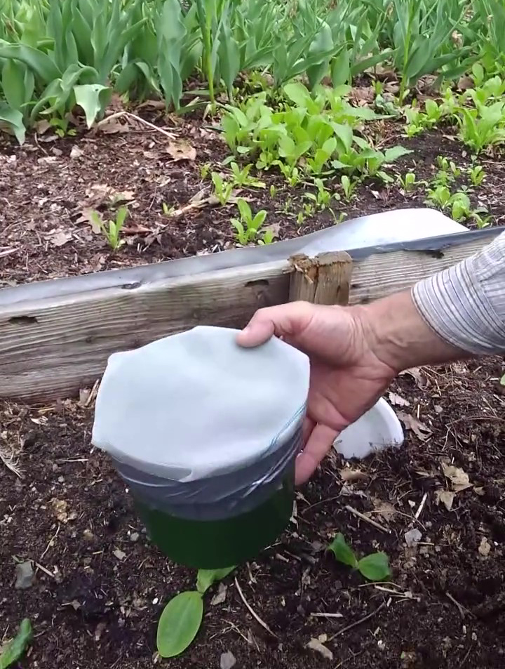 Dispositif de protection contre les insectes au jardin potager