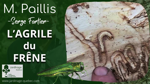 L'Agrile du Frêne - Un insecte ravageur importé d'Asie