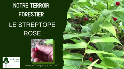 Le Streptope rose