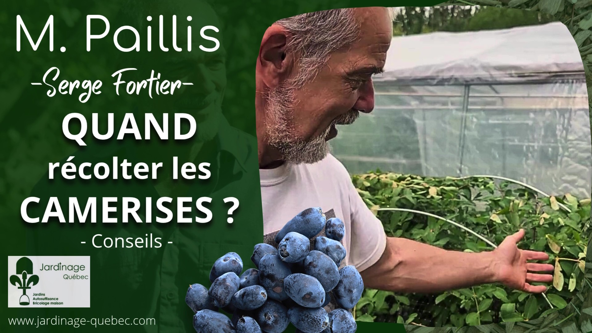 Camérisiers - Quand récolter la camerise