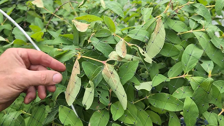 Brûlures sur le dessous des feuilles de l'arbuste fruitier
