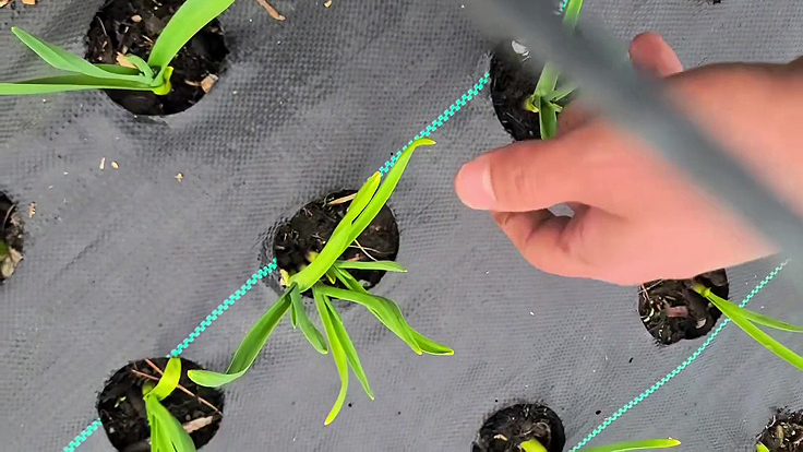 Ail planté l'année dernière