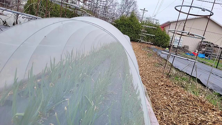 Filet de protection contre la teigne et la mouche de l'oignon