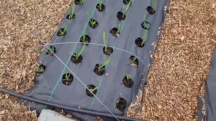 Installation de la structure de soutien des filets anti-insectes