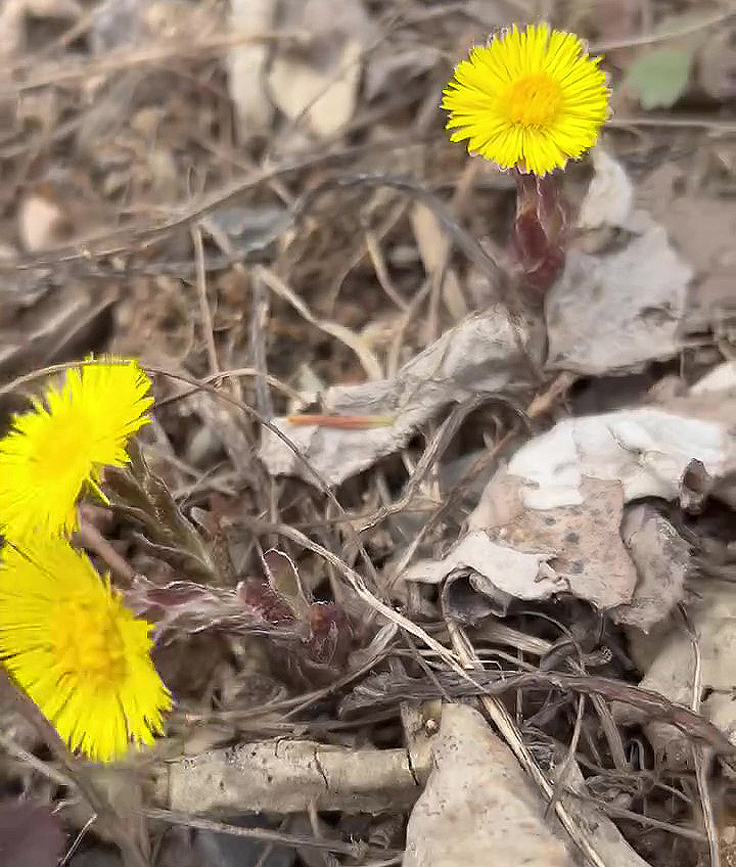 Récolter des fleurs de Tussilage