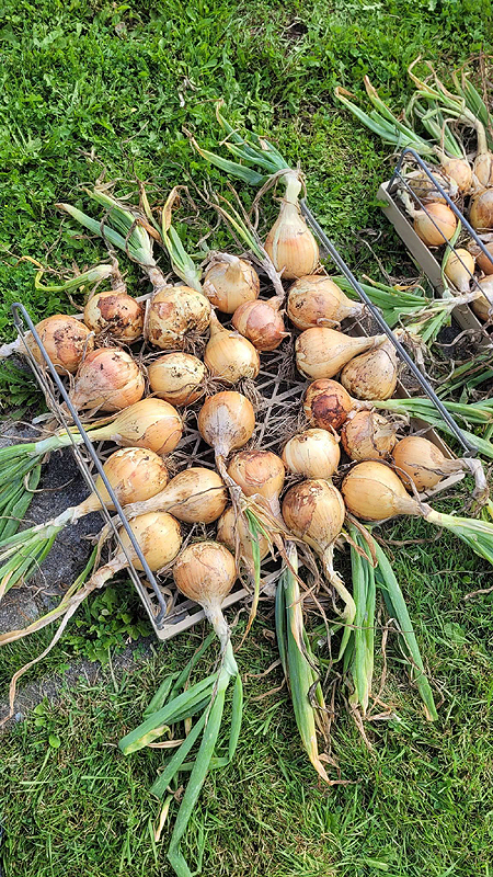 2 variétés d'oignons récoltées