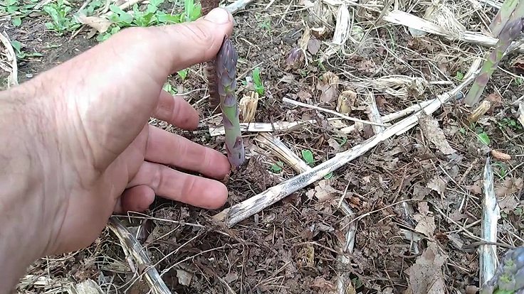 Un turion (tige) d'asperge prêt à la récolte
