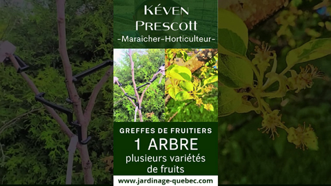 Greffe de pommier : jusqu'à 15 variétés de pommes sur un seul arbre
