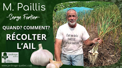 Quand récolter l'ail pour une conservation optimale tout l'hiver