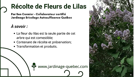 Fleurs de lilas