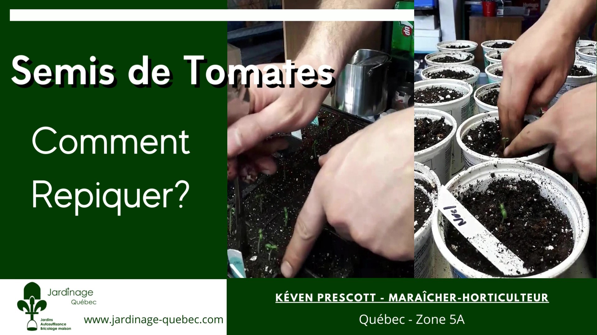 Repiquer des tomates