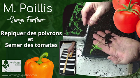 Repiquage des poivrons et faire les semis de tomates