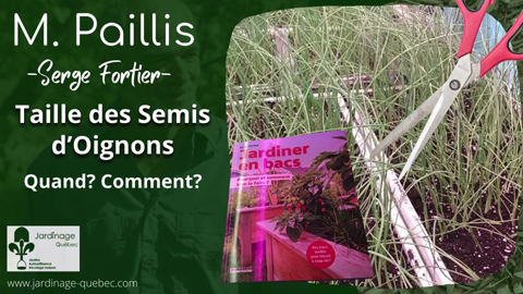 Tailler les feuilles des semis d'oignons