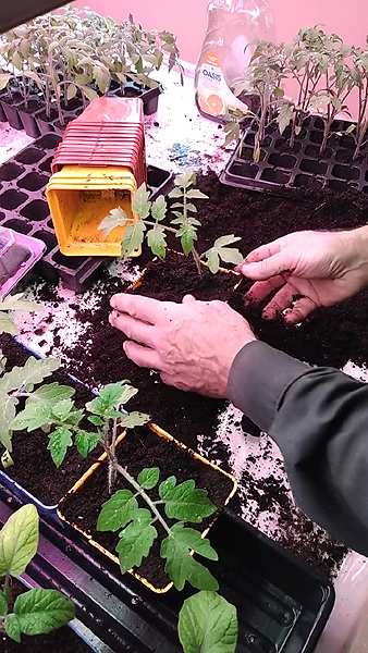 Repiquage des tomates