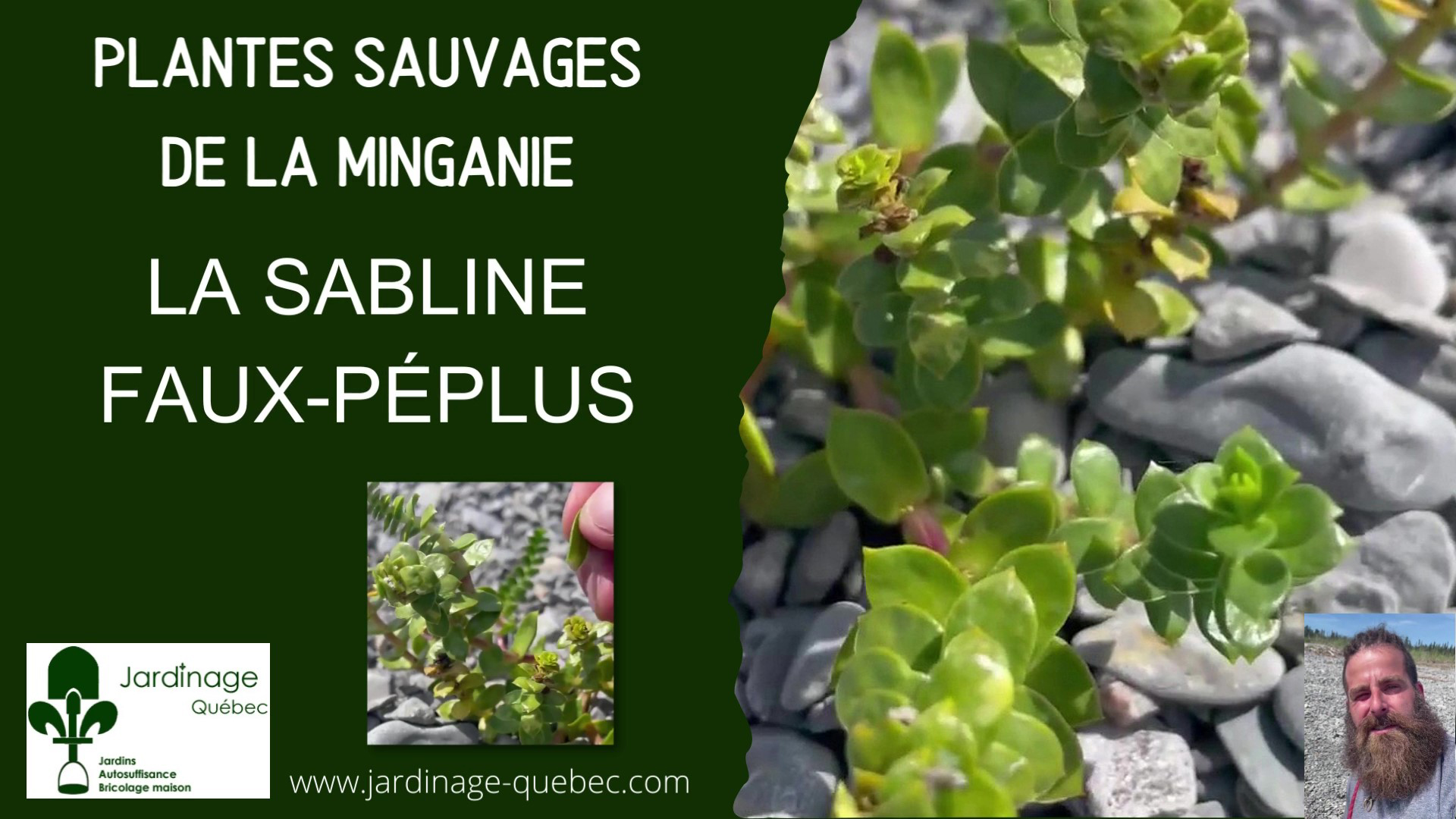Sabline faux-péplus - Arenaria peploides